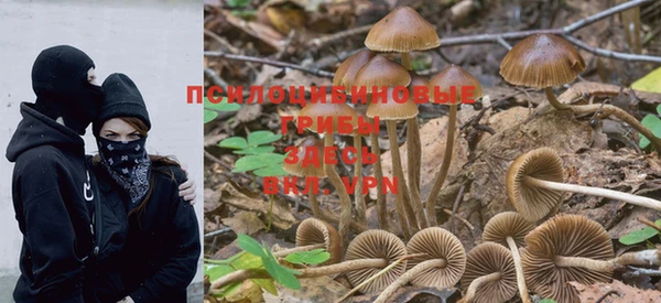 PSILOCYBIN Армянск